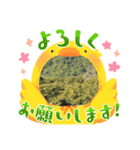 景色どうだ！（個別スタンプ：6）