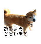 ボタン 私は柴犬  柴犬を推せ‼︎（個別スタンプ：1）