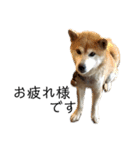 ボタン 私は柴犬  柴犬を推せ‼︎（個別スタンプ：3）