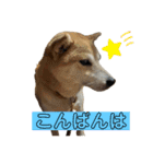 ボタン 私は柴犬  柴犬を推せ‼︎（個別スタンプ：4）