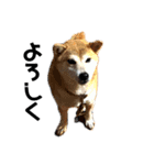 ボタン 私は柴犬  柴犬を推せ‼︎（個別スタンプ：5）