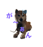 ボタン 私は柴犬  柴犬を推せ‼︎（個別スタンプ：7）
