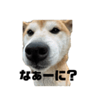 ボタン 私は柴犬  柴犬を推せ‼︎（個別スタンプ：9）