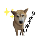 ボタン 私は柴犬  柴犬を推せ‼︎（個別スタンプ：11）