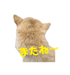 ボタン 私は柴犬  柴犬を推せ‼︎（個別スタンプ：12）