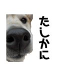 ボタン 私は柴犬  柴犬を推せ‼︎（個別スタンプ：15）