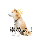 ボタン 私は柴犬  柴犬を推せ‼︎（個別スタンプ：17）
