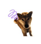 ボタン 私は柴犬  柴犬を推せ‼︎（個別スタンプ：20）