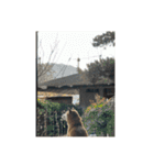 ボタン 私は柴犬  柴犬を推せ‼︎（個別スタンプ：23）