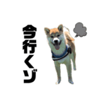 柴犬トキスタンプ かもめ眉ver（個別スタンプ：2）