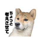 柴犬トキスタンプ かもめ眉ver（個別スタンプ：3）