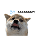 柴犬トキスタンプ かもめ眉ver（個別スタンプ：4）
