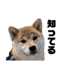 柴犬トキスタンプ かもめ眉ver（個別スタンプ：5）