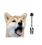 柴犬トキスタンプ かもめ眉ver（個別スタンプ：7）