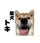 柴犬トキスタンプ かもめ眉ver（個別スタンプ：8）