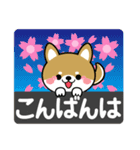 春を感じる♡豆柴・柴犬【デカ文字】（個別スタンプ：8）