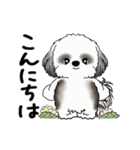 B＆W 動くシーズー犬 2025 「挨拶など」2（個別スタンプ：2）