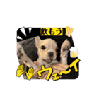 とにかく飲みたいバムケロ（個別スタンプ：13）