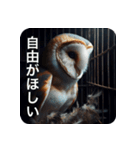 フクロウは見ている（個別スタンプ：21）