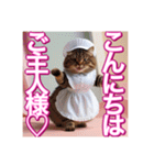 メイド、猫ちゃん【基本の挨拶でも使える】（個別スタンプ：1）