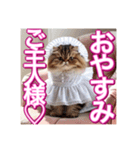 メイド、猫ちゃん【基本の挨拶でも使える】（個別スタンプ：3）