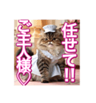 メイド、猫ちゃん【基本の挨拶でも使える】（個別スタンプ：17）