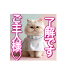 メイド、猫ちゃん【基本の挨拶でも使える】（個別スタンプ：21）