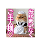 メイド、猫ちゃん【基本の挨拶でも使える】（個別スタンプ：22）