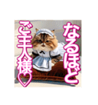 メイド、猫ちゃん【基本の挨拶でも使える】（個別スタンプ：23）