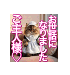 メイド、猫ちゃん【基本の挨拶でも使える】（個別スタンプ：26）