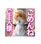 メイド、猫ちゃん【基本の挨拶でも使える】（個別スタンプ：29）