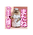 メイド、猫ちゃん【基本の挨拶でも使える】（個別スタンプ：32）