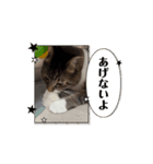 うちのねっこ(日常のひとコマ2)（個別スタンプ：6）