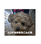 ダジャレだジェ1（個別スタンプ：3）