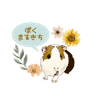 道産子モルモットのまるきち‪ ·͜·✲（個別スタンプ：1）
