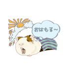 道産子モルモットのまるきち‪ ·͜·✲（個別スタンプ：3）