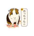 道産子モルモットのまるきち‪ ·͜·✲（個別スタンプ：5）