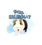 道産子モルモットのまるきち‪ ·͜·✲（個別スタンプ：6）