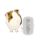 道産子モルモットのまるきち‪ ·͜·✲（個別スタンプ：7）