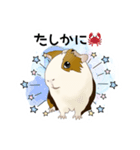 道産子モルモットのまるきち‪ ·͜·✲（個別スタンプ：14）