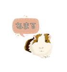 道産子モルモットのまるきち‪ ·͜·✲（個別スタンプ：15）