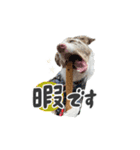 ボーダーコリー【ロイアル】（個別スタンプ：2）