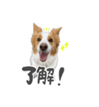 ボーダーコリー【ロイアル】（個別スタンプ：5）