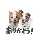 ボーダーコリー【ロイアル】（個別スタンプ：6）