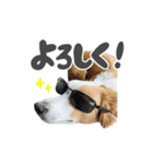 ボーダーコリー【ロイアル】（個別スタンプ：7）