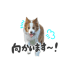 ボーダーコリー【ロイアル】（個別スタンプ：9）