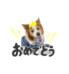 ボーダーコリー【ロイアル】（個別スタンプ：11）