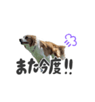 ボーダーコリー【ロイアル】（個別スタンプ：13）