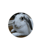 らてわーど（個別スタンプ：4）