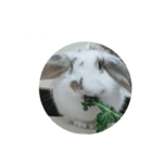 らてわーど（個別スタンプ：8）